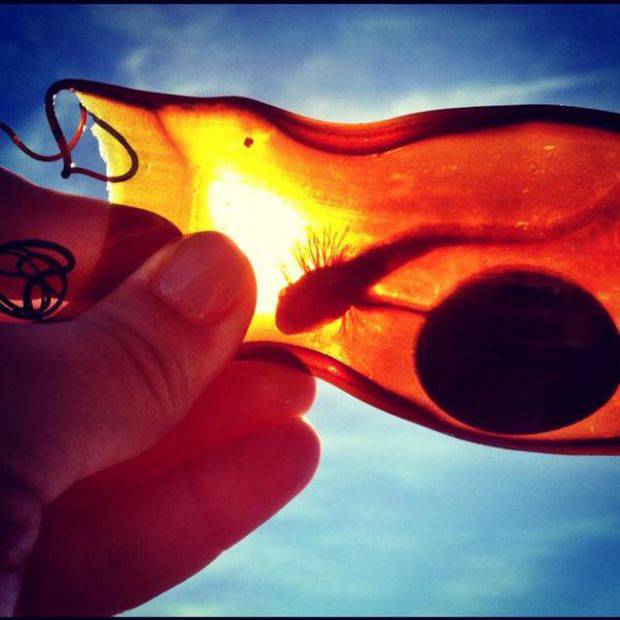 кошелёк русалки, что такое кошелек русалки