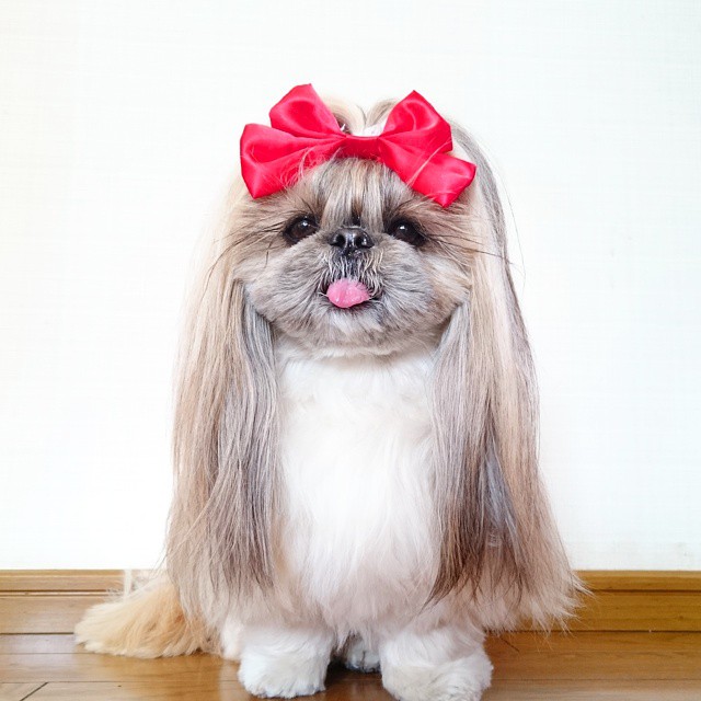 собака с красивой шерстью, собака Кума