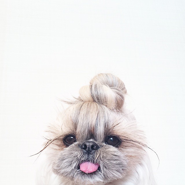 собака с красивой шерстью, собака Кума