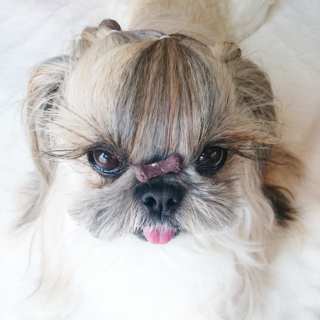 собака с красивой шерстью, собака Кума