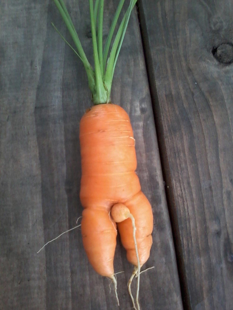 Обычная морковь 