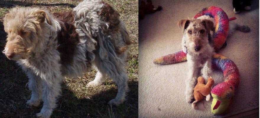 животные до и после приюта, бездомные животные до и после