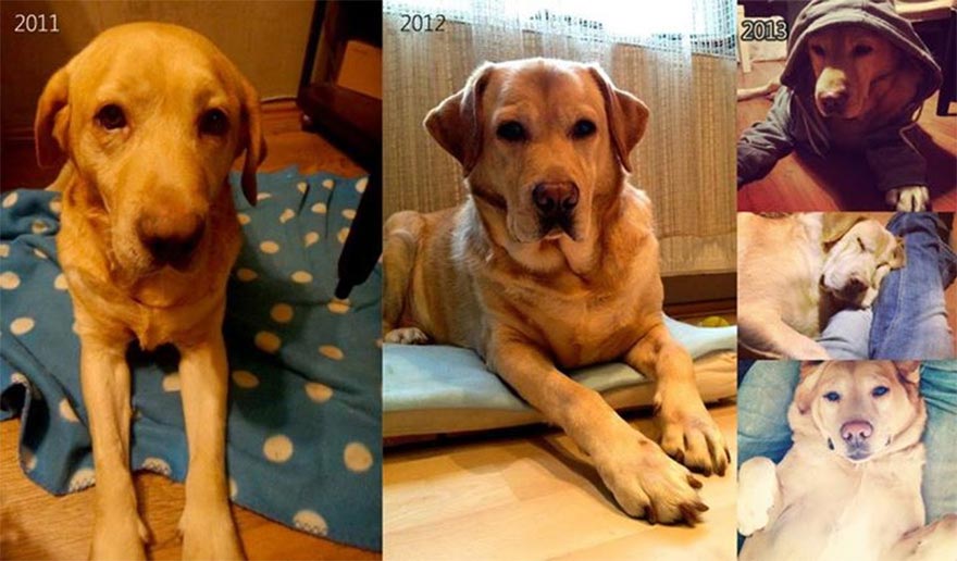 животные до и после приюта, бездомные животные до и после