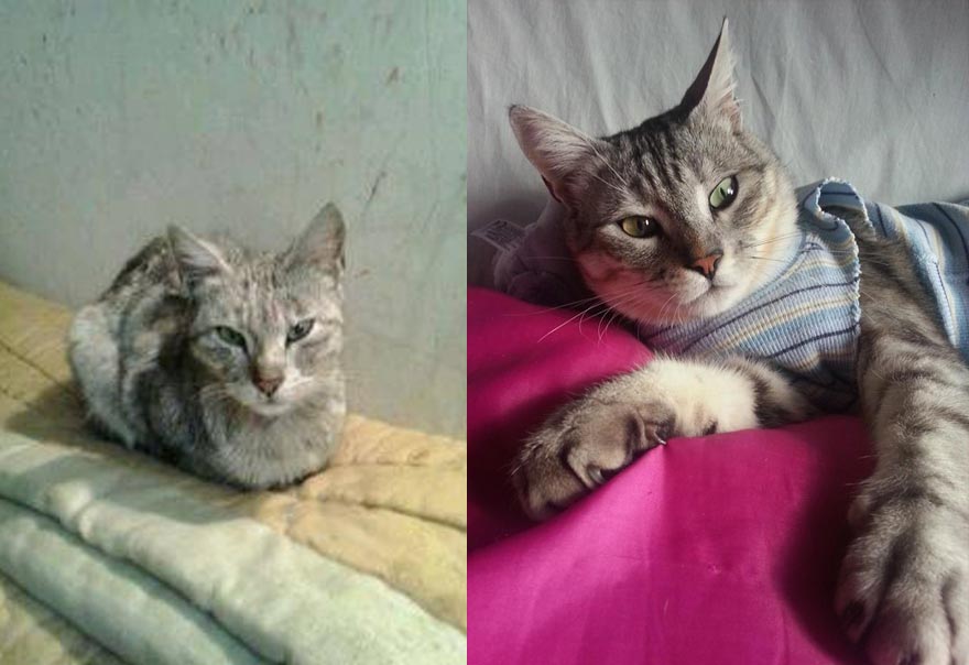 животные до и после приюта, бездомные животные до и после