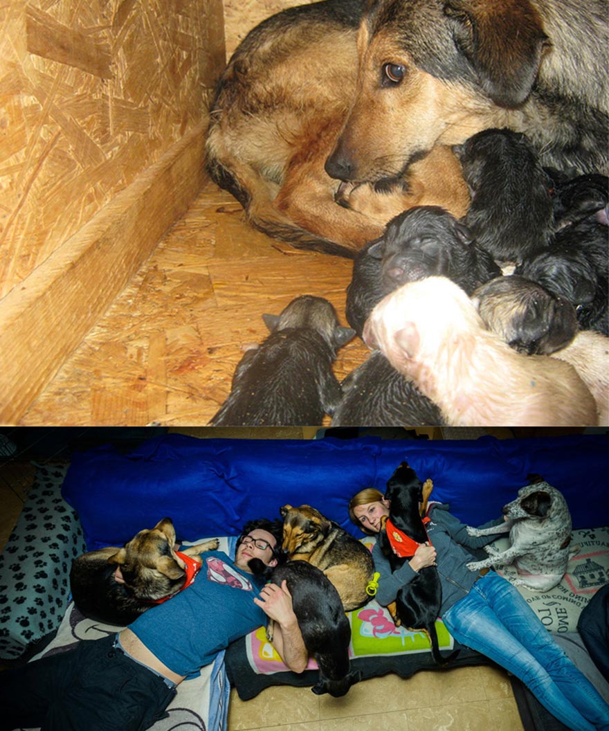 животные до и после приюта, бездомные животные до и после