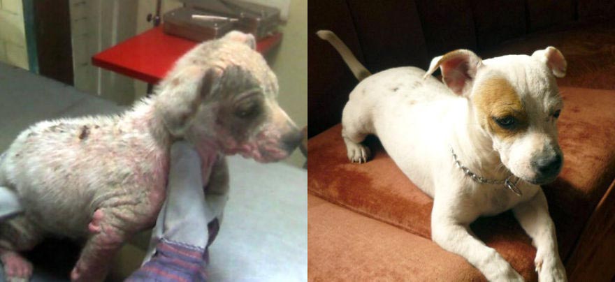 животные до и после приюта, бездомные животные до и после