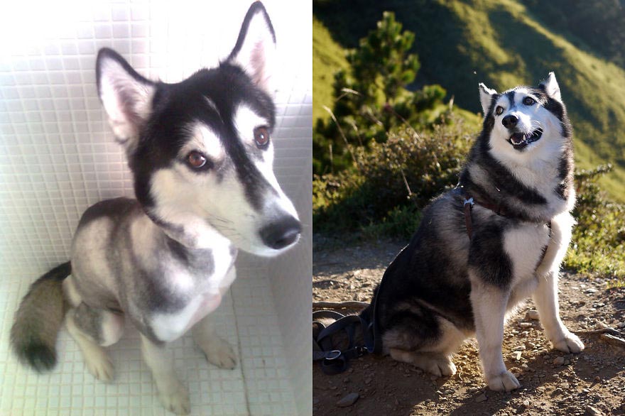 животные до и после приюта, бездомные животные до и после