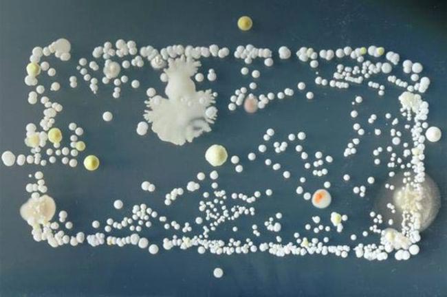 не лизать свой телефон, бактерии на телефоне, мобильный телефон а чашке Петри, какие бактерии на телефоне