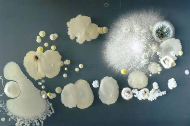 не лизать свой телефон, бактерии на телефоне, мобильный телефон а чашке Петри, какие бактерии на телефоне