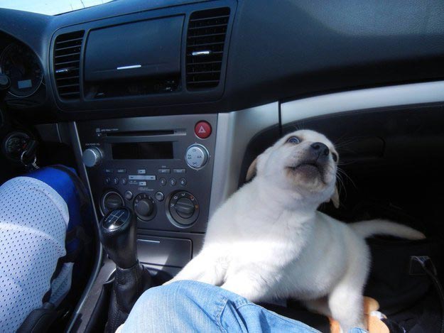 счастливые собаки, собаки радуются, смешные собаки