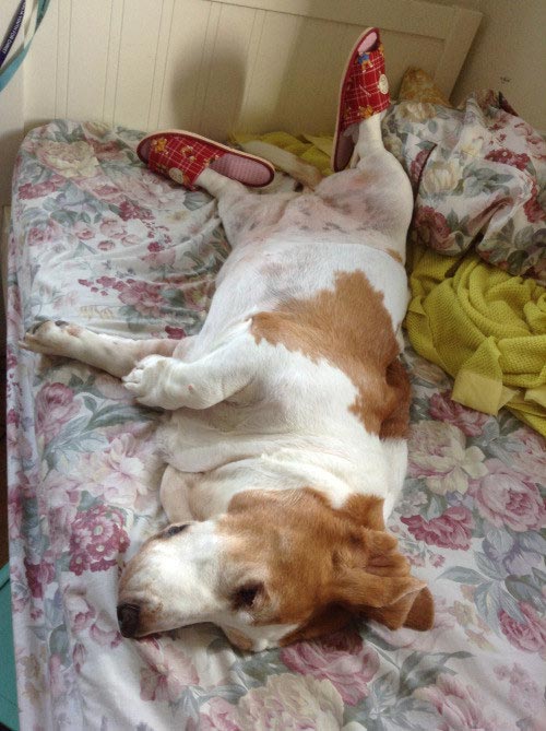 счастливые собаки, собаки радуются, смешные собаки