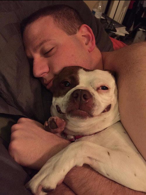 счастливые собаки, собаки радуются, смешные собаки