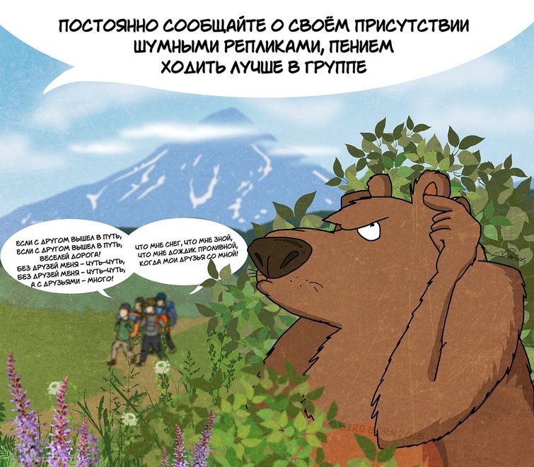 факты о медведях, медведи и туристы, что знать туристу о медведях 