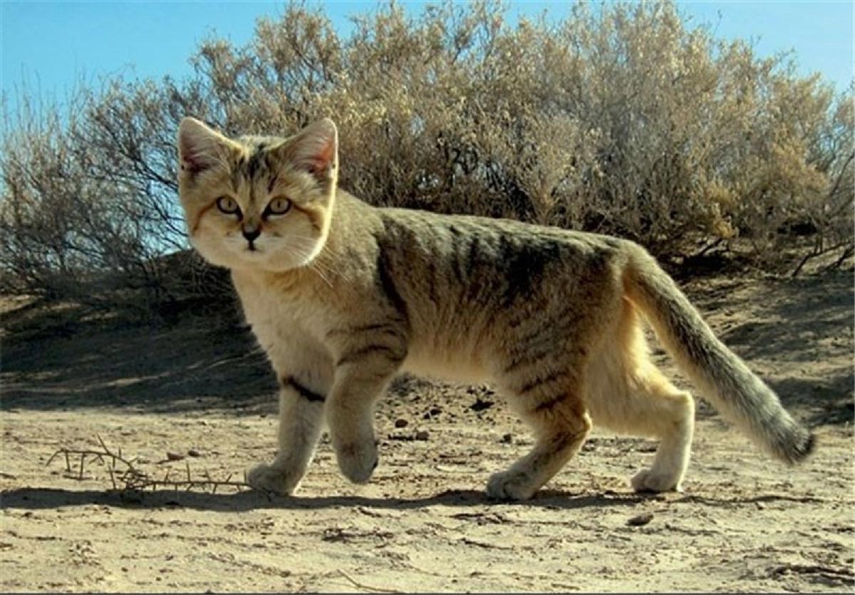 Большую часть своей жизни барханная кошка кочует по пустыне и ведёт одиноки...