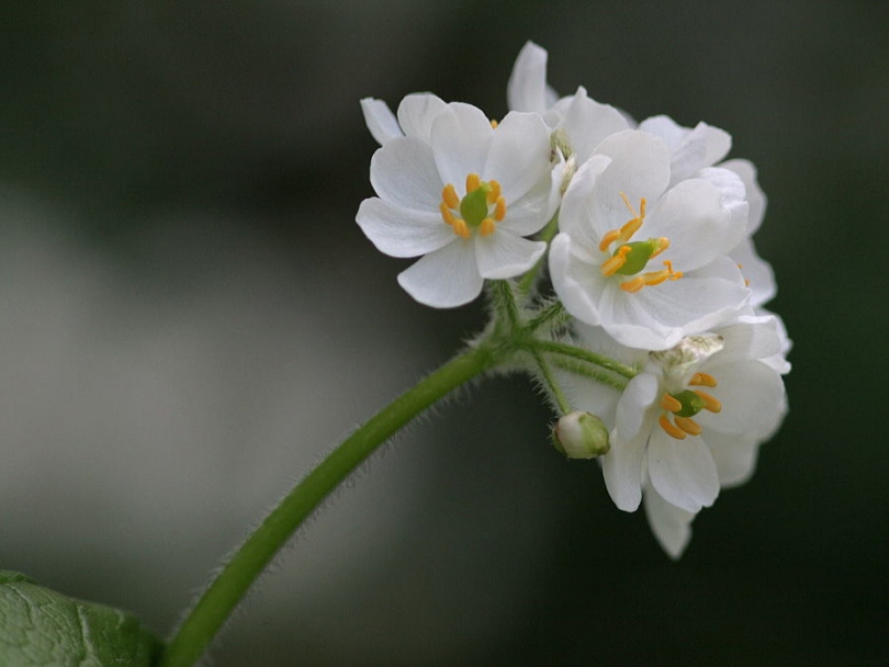 прозрачный цветок, Двулистник Грея, Skeleton flower
