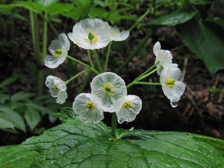 прозрачный цветок, Двулистник Грея, Skeleton flower