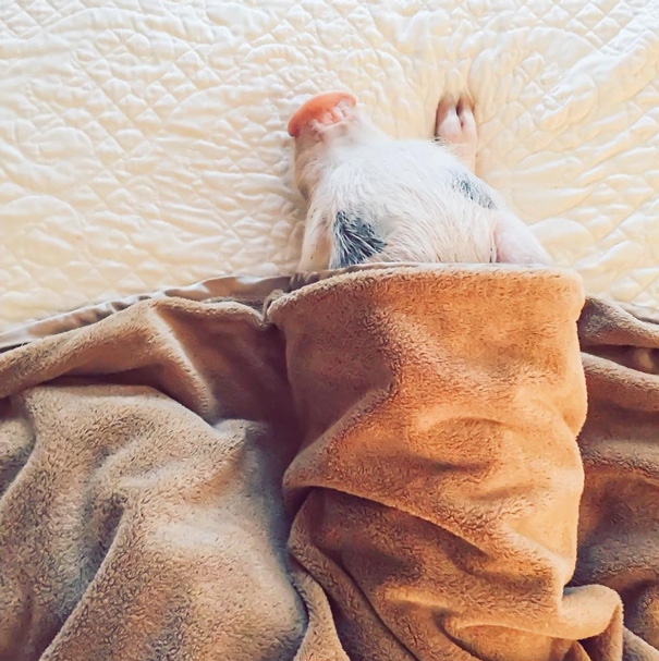 Мини-поросёнок Гамлет, девушка с эпилепсией и её поросёнок