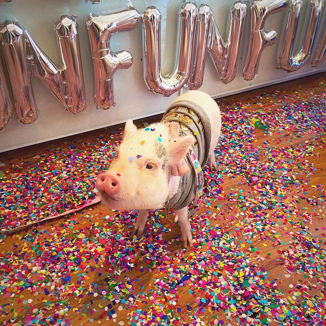 Мини-поросёнок Гамлет, девушка с эпилепсией и её поросёнок