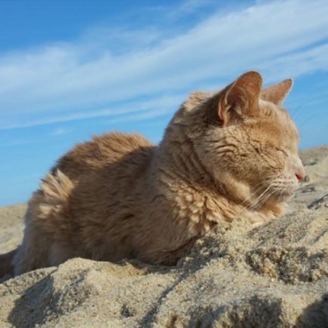 21-летний кот Тигра, женщина забрала из приюта 21-летнего кота