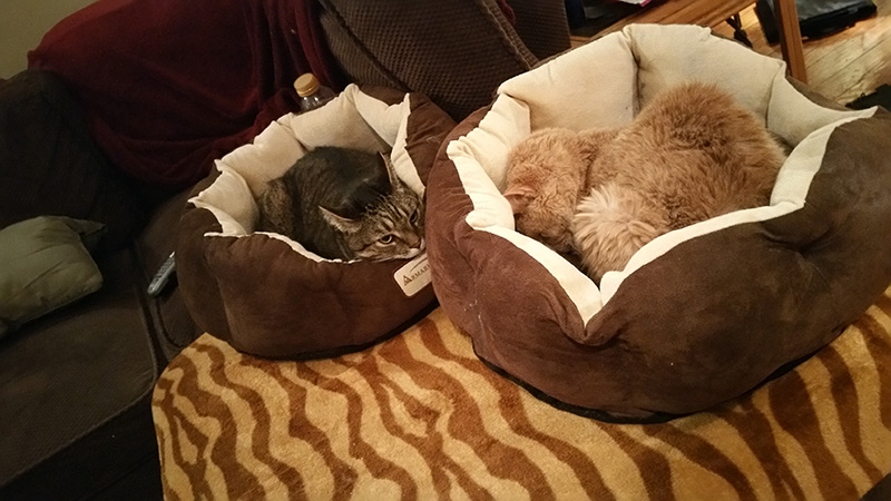 21-летний кот Тигра, женщина забрала из приюта 21-летнего кота