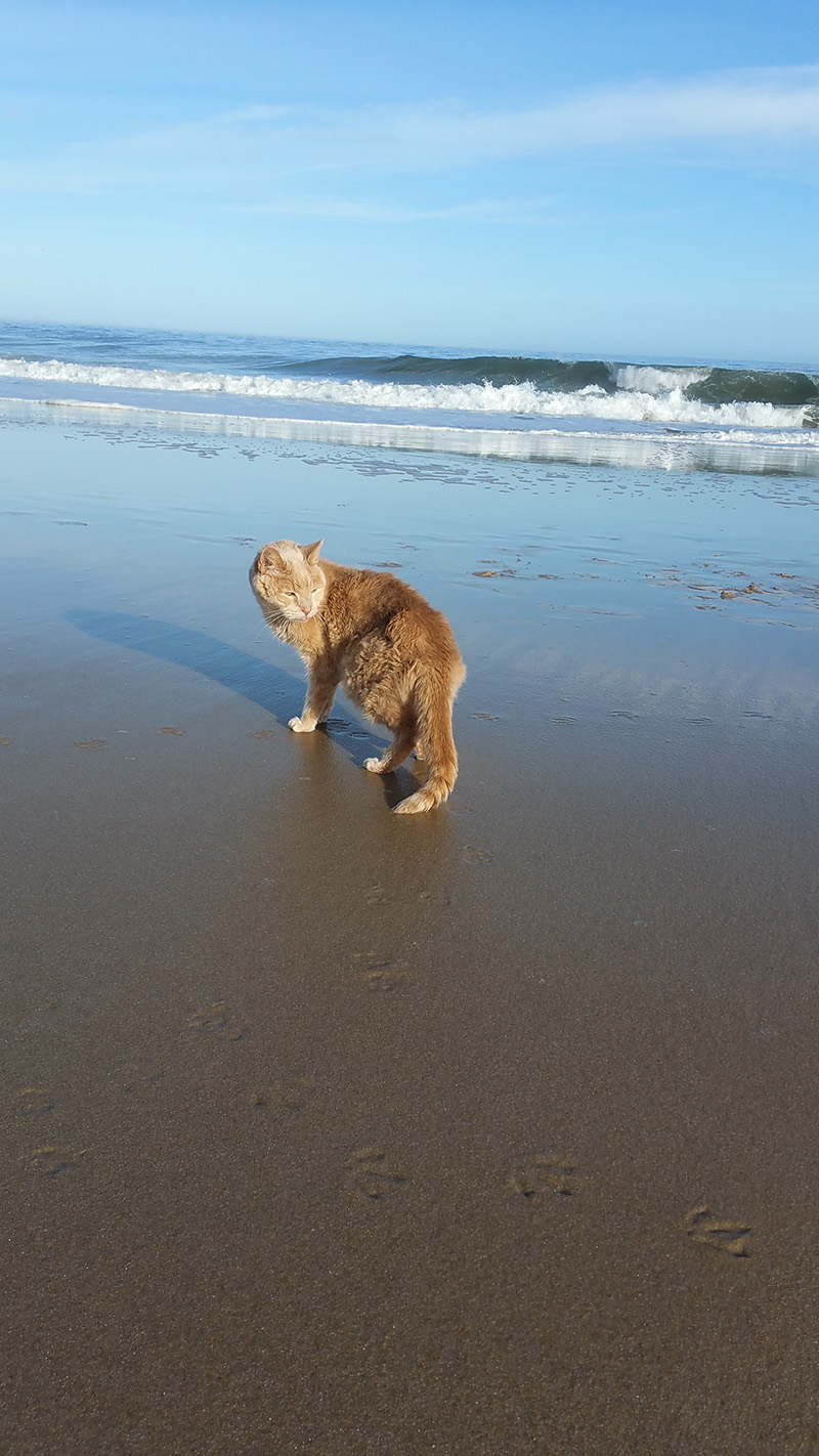 21-летний кот Тигра, женщина забрала из приюта 21-летнего кота