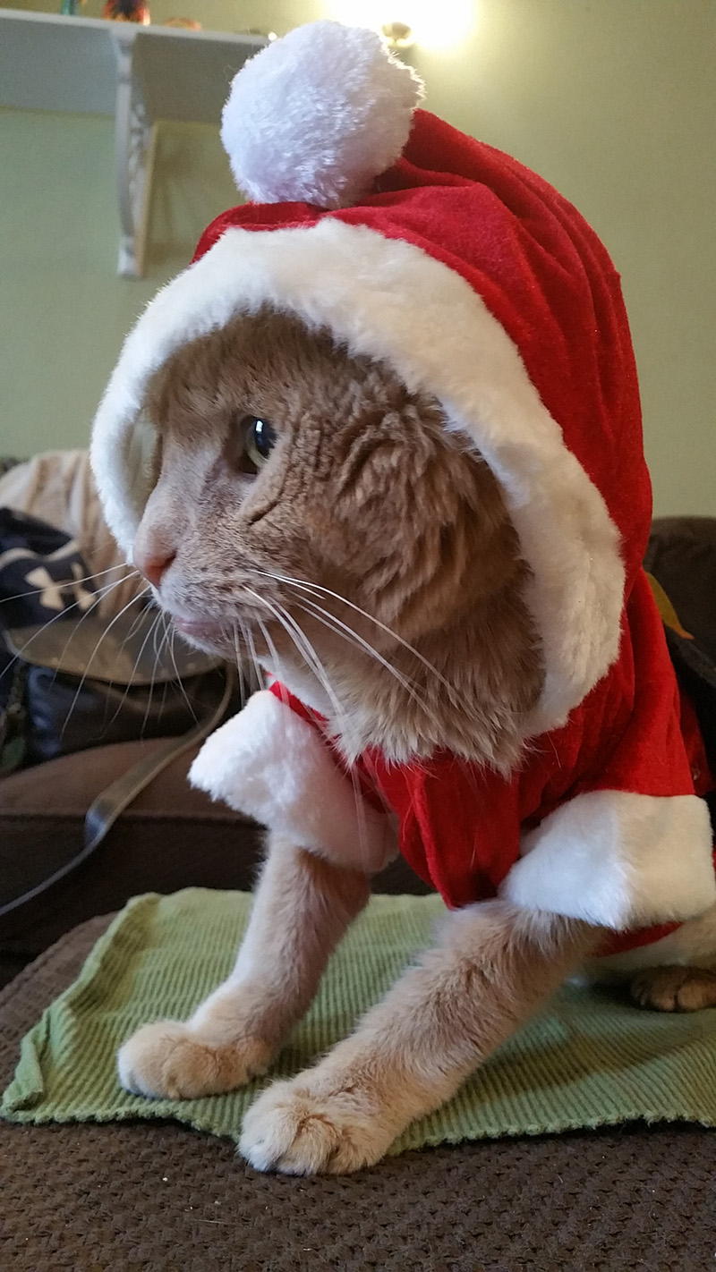 21-летний кот Тигра, женщина забрала из приюта 21-летнего кота