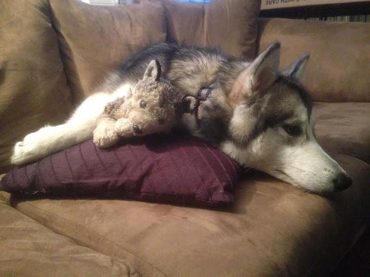 собака уничтожила свои игрушки кроме одной, маламут с игрушкой, хаски и игрушка