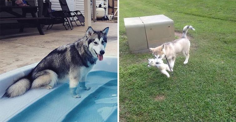 собака уничтожила свои игрушки кроме одной, маламут с игрушкой, хаски и игрушка