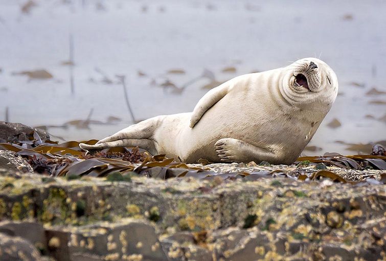 Comedy Wildlife, Wildlife Photography Awards 2015, фотоконкурс смешные фотографии животных 2015