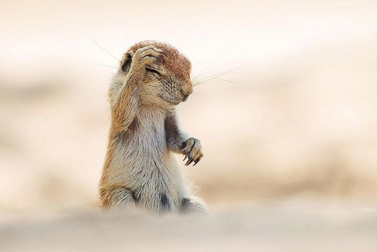 Comedy Wildlife, Wildlife Photography Awards 2015, фотоконкурс смешные фотографии животных 2015