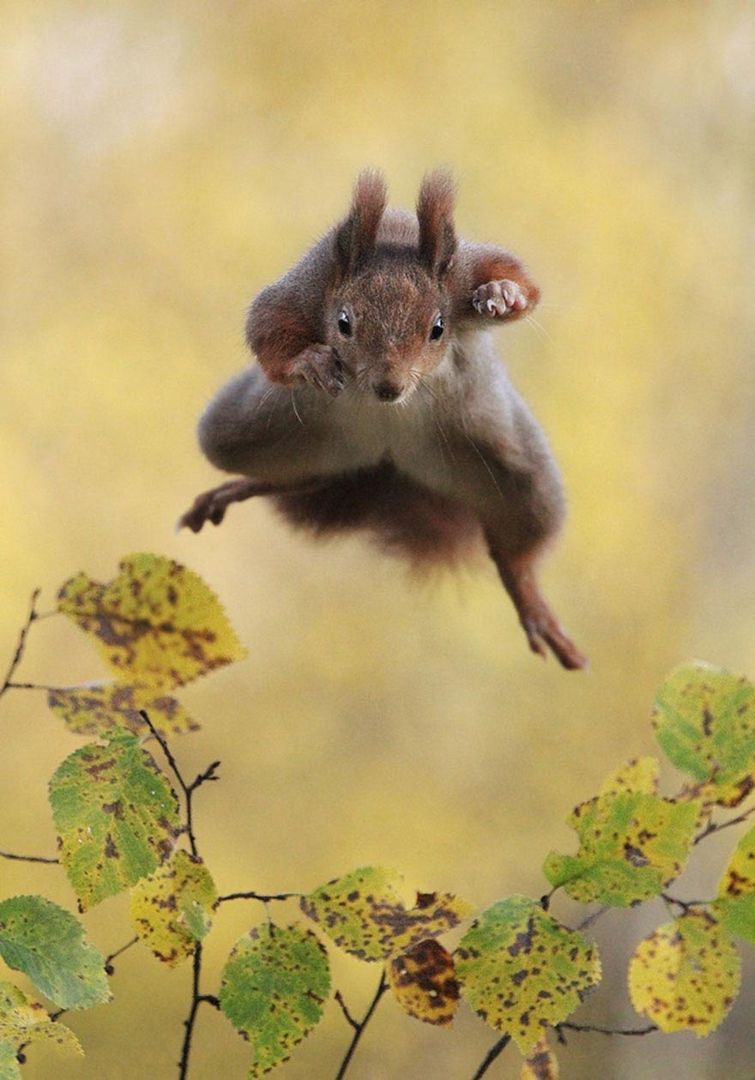 Comedy Wildlife, Wildlife Photography Awards 2015, фотоконкурс смешные фотографии животных 2015