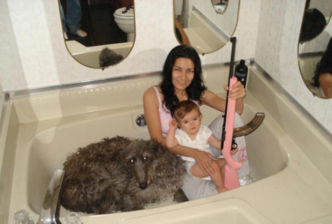 смешные собаки, безумные собаки, действия собак невозможно объяснить