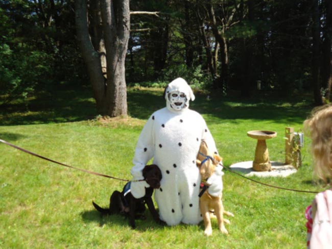смешные собаки, безумные собаки, действия собак невозможно объяснить
