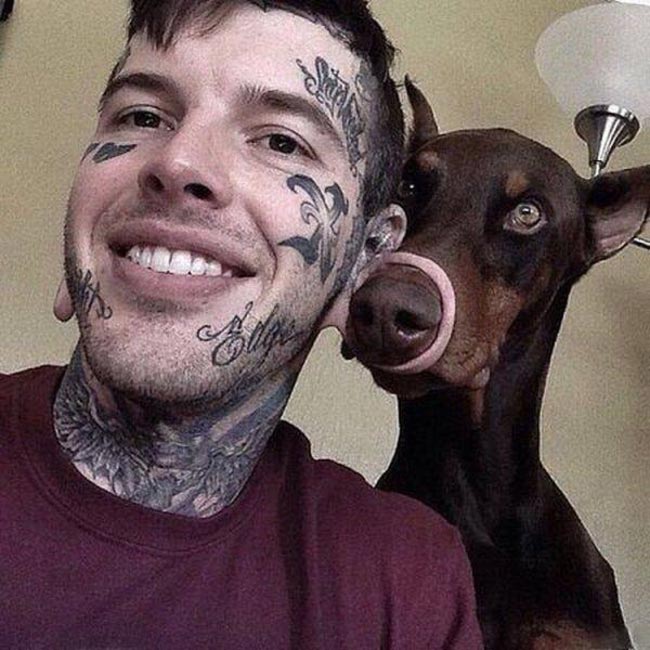 смешные собаки, безумные собаки, действия собак невозможно объяснить