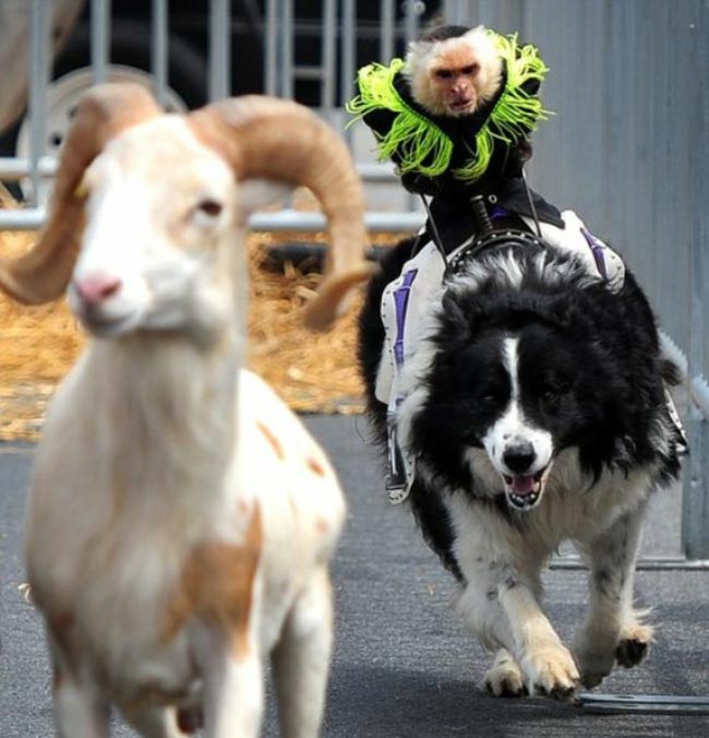 смешные собаки, безумные собаки, действия собак невозможно объяснить