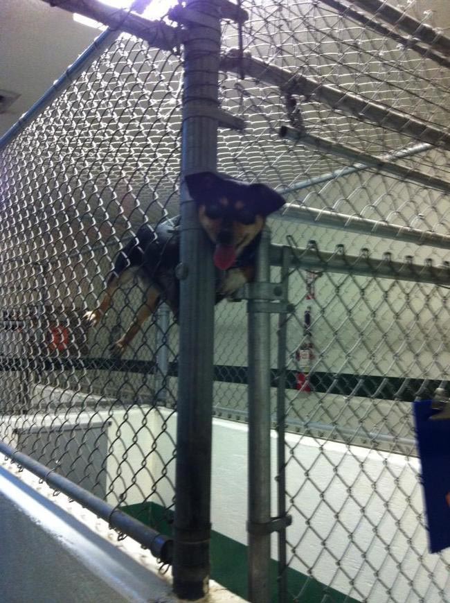 смешные собаки, безумные собаки, действия собак невозможно объяснить