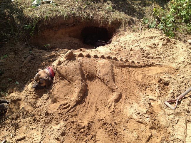смешные собаки, безумные собаки, действия собак невозможно объяснить