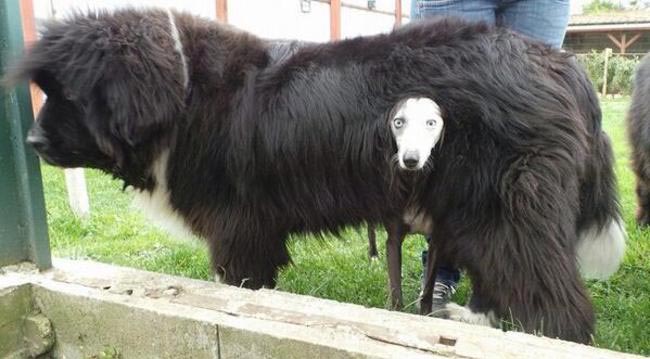 смешные собаки, безумные собаки, действия собак невозможно объяснить