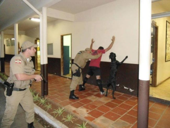 смешные собаки, безумные собаки, действия собак невозможно объяснить