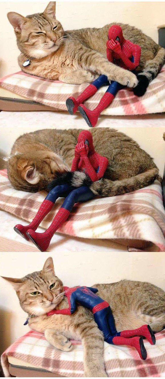 коши которым нужны выходные, кошки устали, кошки ждут выходных