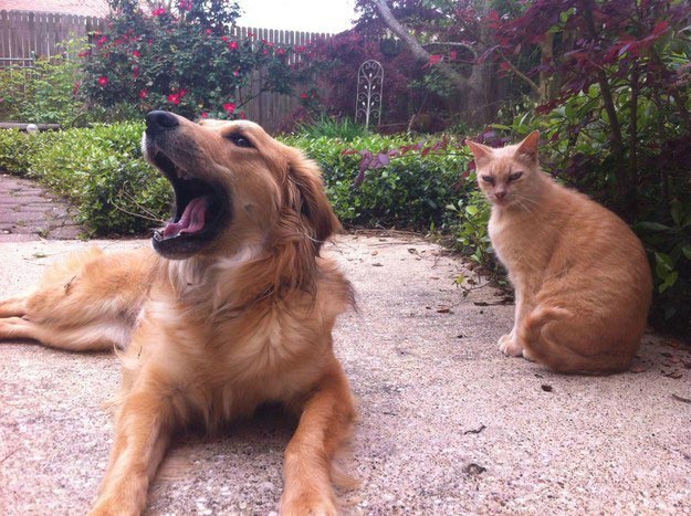 коши которым нужны выходные, кошки устали, кошки ждут выходных