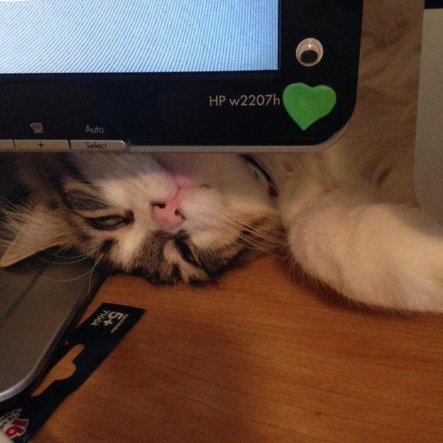 коши которым нужны выходные, кошки устали, кошки ждут выходных