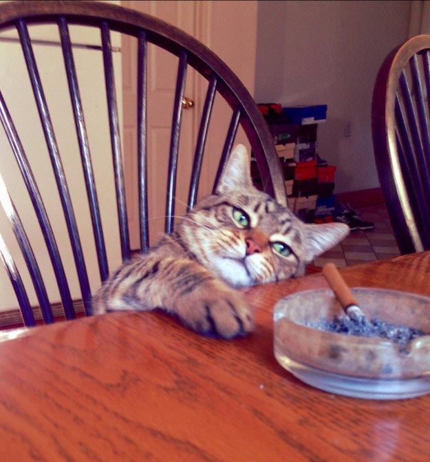 коши которым нужны выходные, кошки устали, кошки ждут выходных