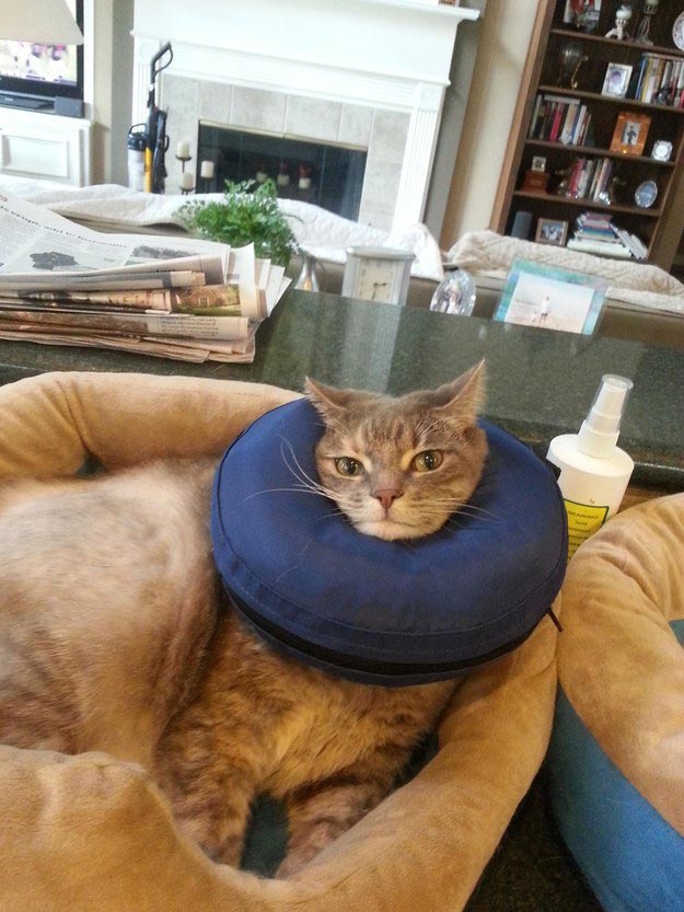 коши которым нужны выходные, кошки устали, кошки ждут выходных