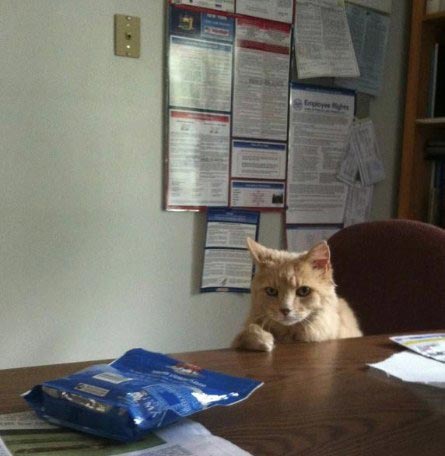 коши которым нужны выходные, кошки устали, кошки ждут выходных