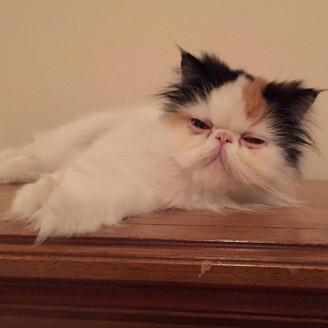 коши которым нужны выходные, кошки устали, кошки ждут выходных