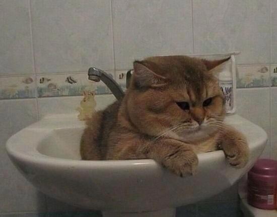 коши которым нужны выходные, кошки устали, кошки ждут выходных