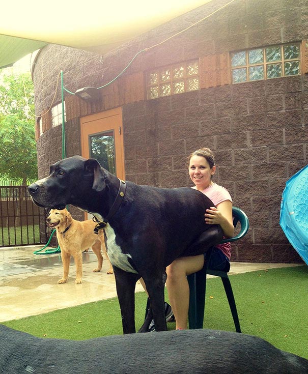 большие собаки, гигантские собаки, огромные собаки