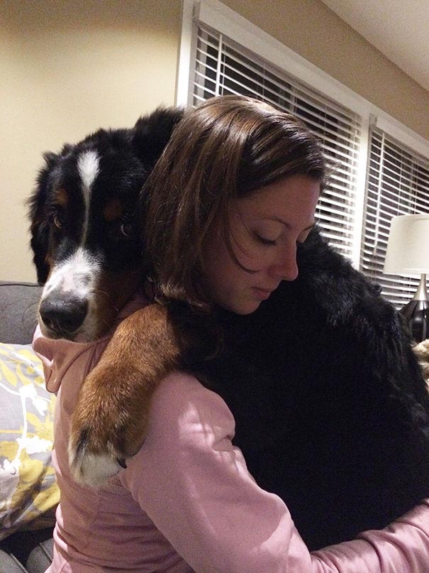 большие собаки, гигантские собаки, огромные собаки