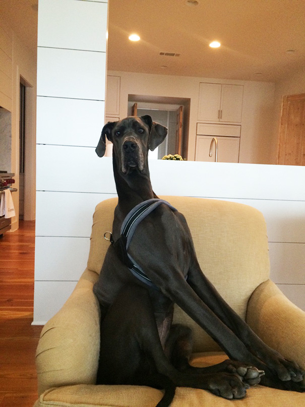 большие собаки, гигантские собаки, огромные собаки